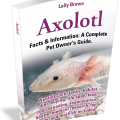 If you considering buying an Axolotl – read this first.
