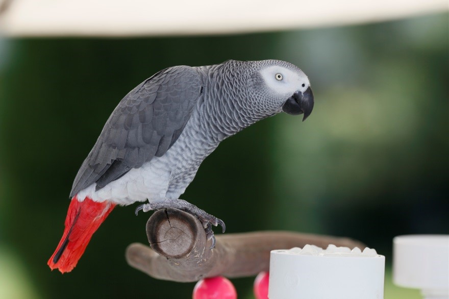 , Chapter Two:  African Grey in Focus, African Gray Parrots