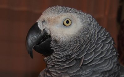 Can I Keep African Grey as a Pet?
