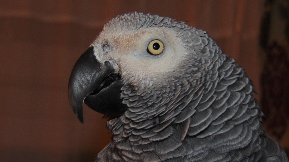 Can I Keep African Grey as a Pet?