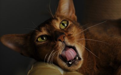 How to Take Care of Abyssinian Cats?
