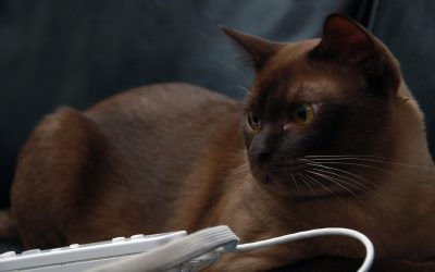 Are Burmese Cats Fun?