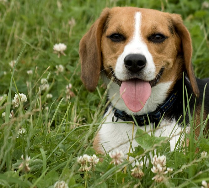 , Chapter One: Understanding Beagles, Beagles As Pets