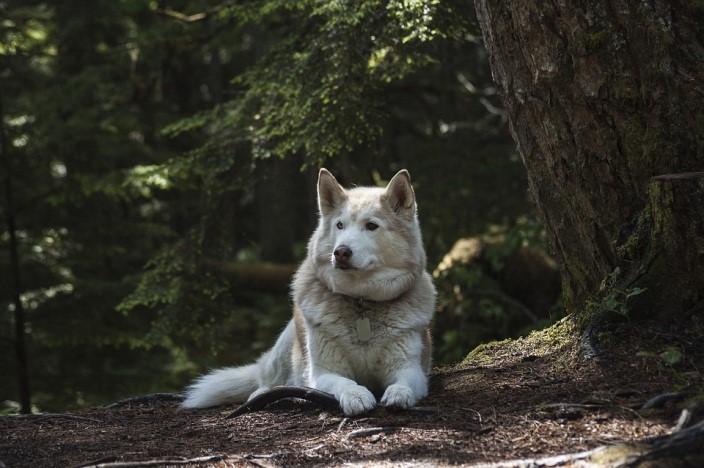 , Chapter One: Origin and History, Siberian Husky Dogs