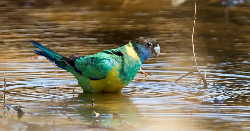 , Chapter Two:  Ringneck Parakeets in Focus, Ring Neck Parakeets