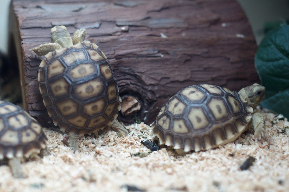 , Chapter Two: Sulcata Tortoises as Pets, Sulcata Tortoise