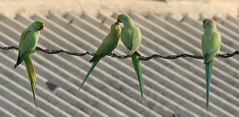 , Chapter Two:  Ringneck Parakeets in Focus, Ring Neck Parakeets