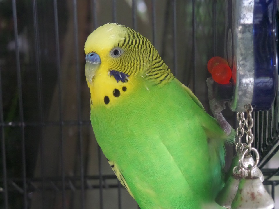 , Chapter Four:  Tips in Buying Budgerigars, Budgerigar Birds