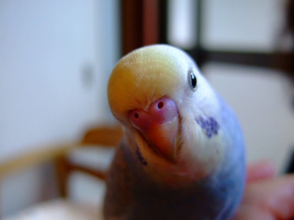 , Chapter Four:  Tips in Buying Budgerigars, Budgerigar Birds