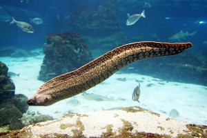, Chapter 2 – Saltwater Moray Eels, Eels As Pets