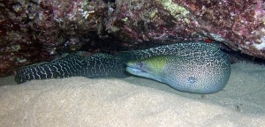 , Chapter 2 – Saltwater Moray Eels, Eels As Pets