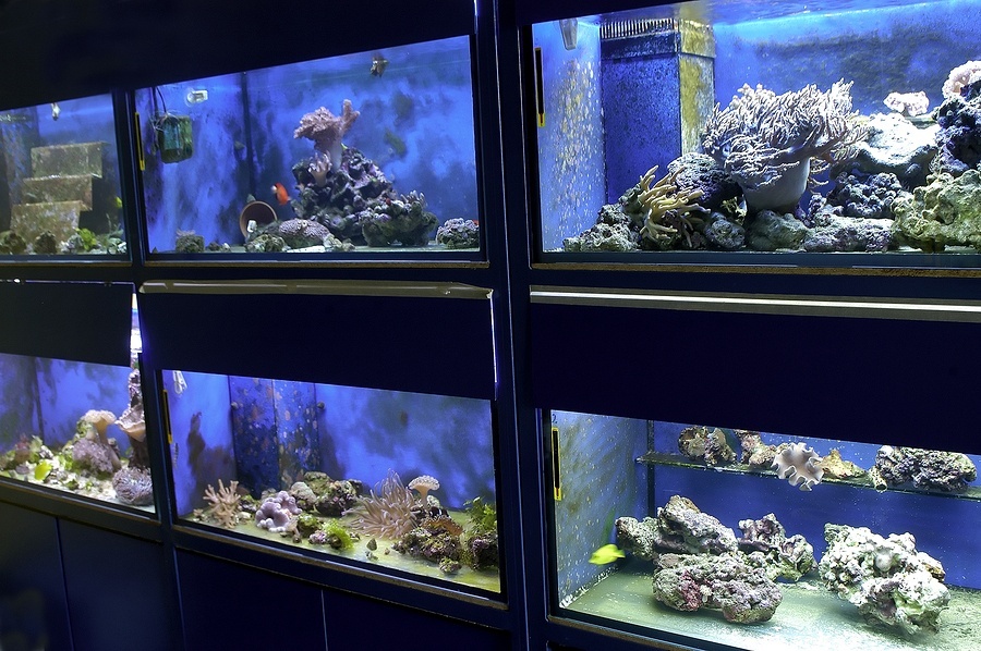 , Part I – Designing Your Aquarium Habitat, Saltwater Fish As Pets