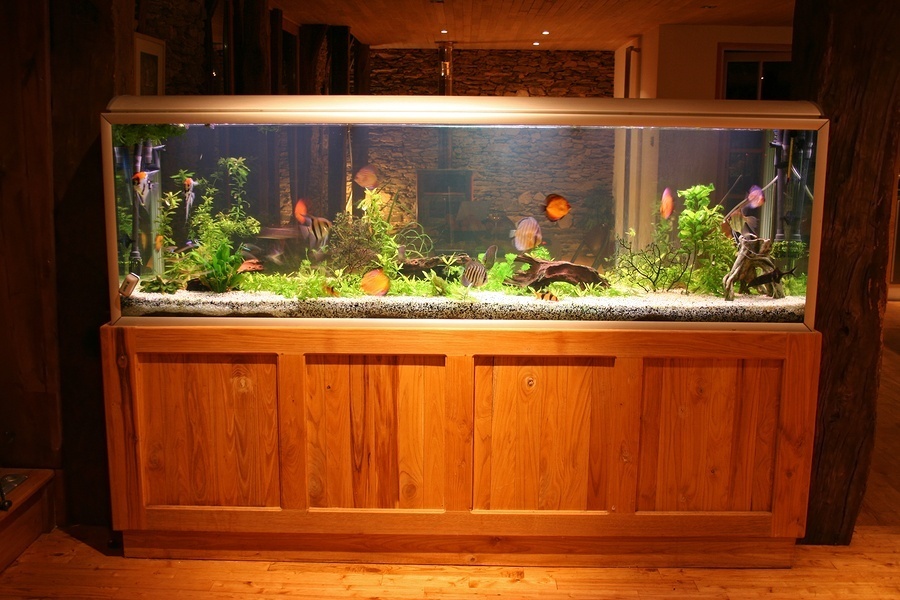 , Part I – Designing Your Aquarium Habitat, Saltwater Fish As Pets