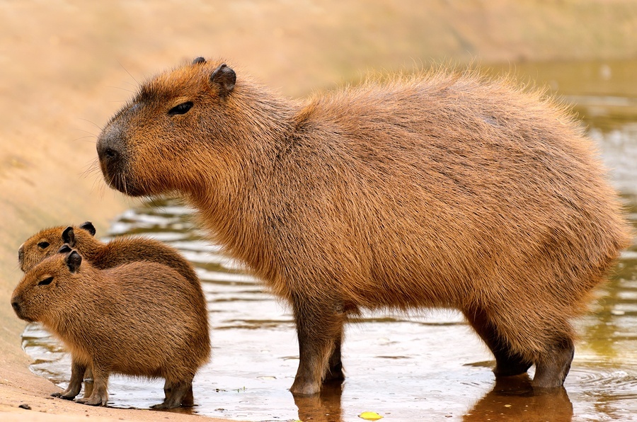 , Chapter 1 – Understanding the Capybara, Capybara