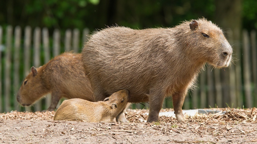 , Chapter 2 – Buying a Capybara, Capybara